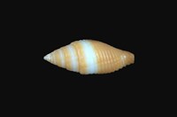 藏品(黃金筆螺)的圖片